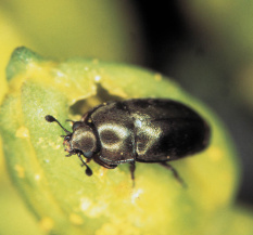 Рапсовый цветоед