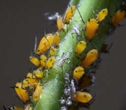 Обыкновенная злаковая тля