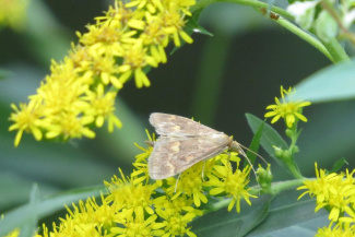 Кукурузный мотылек