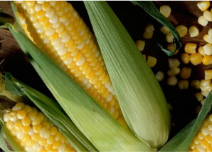 Corn