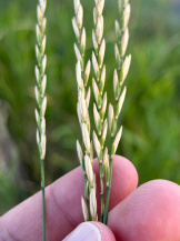 Пырей ползучий