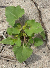 Дурнишник обыкновенный