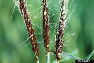 Ложная (черная) пыльная головня