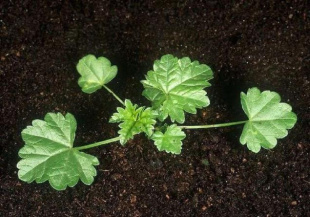 Просвирник