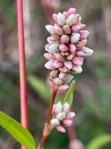 Горец почечуйный