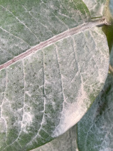 Склеротиниоз