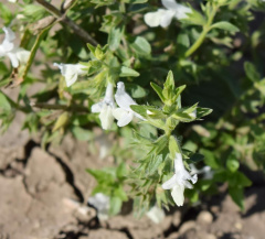 Чистец однолетний