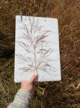 Метлица обыкновенная