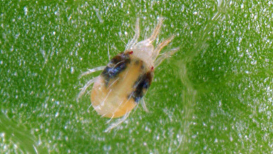 Паутинный клещ