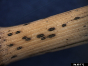 Пиренофороз