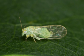 Яблонная медяница