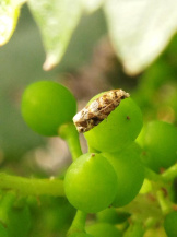 Гроздевая листовертка