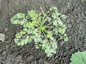 Дымянка лекарственная