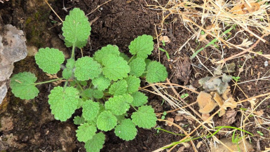 Яснотка (виды)