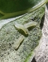 Свекловичная минирующая муха