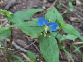 Коммелина обыкновенная