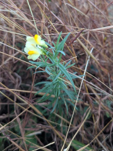 Льнянка обыкновенная