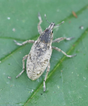 Свекловичные долгоносики