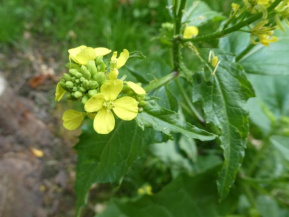 Горчица полевая