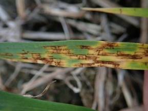 Сетчатая пятнистость