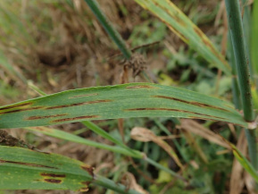 Полосатая пятнистость