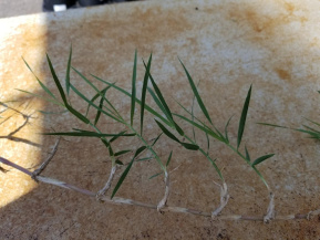 Свинорой пальчатый