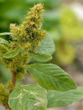 Щирица запрокинутая