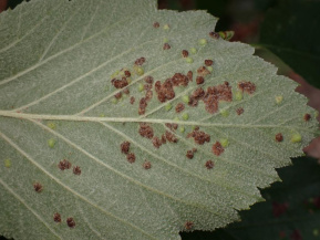 Галловый грушевый клещ