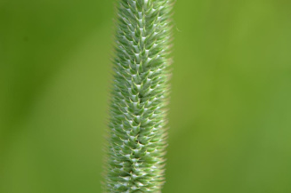 Тимофеевка (виды)