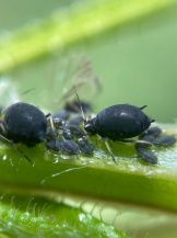 Свекловичная листовая тля