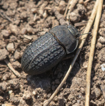 Ложнопроволочники