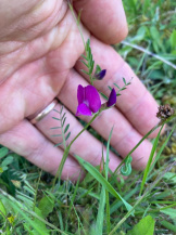 Вика посевная