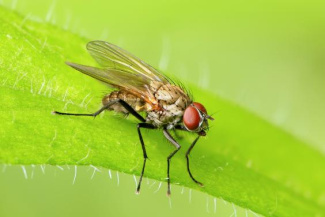 Весенняя капустная муха