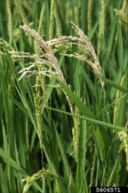 Пирикуляриоз