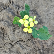 Редька дикая