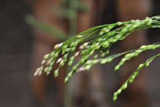 Просо сорное