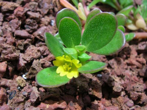 Портулак огородный