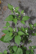 Паслен черный