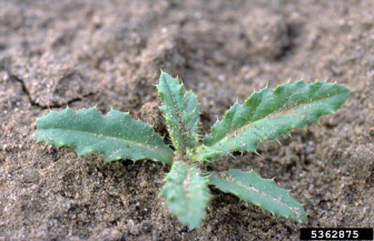 Бодяк полевой