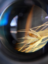 Каменная головня