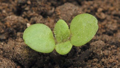 Вероника полевая (пашенная)