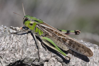 Саранчовые