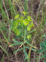 Молочай (виды)