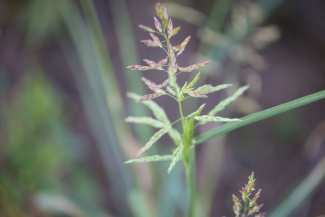 Сорго алеппское (гумай)