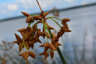 Камыш (виды)