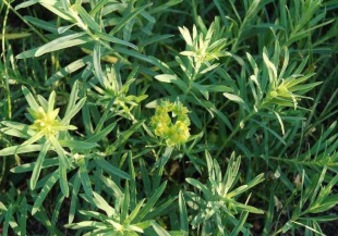 Молочай лозный