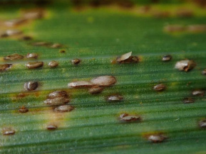 Стеблевая ржавчина