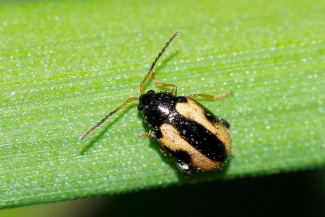 Хлебные блошки