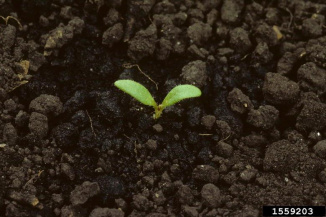 Горец птичий