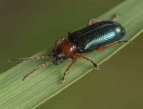 Пьявица красногрудая